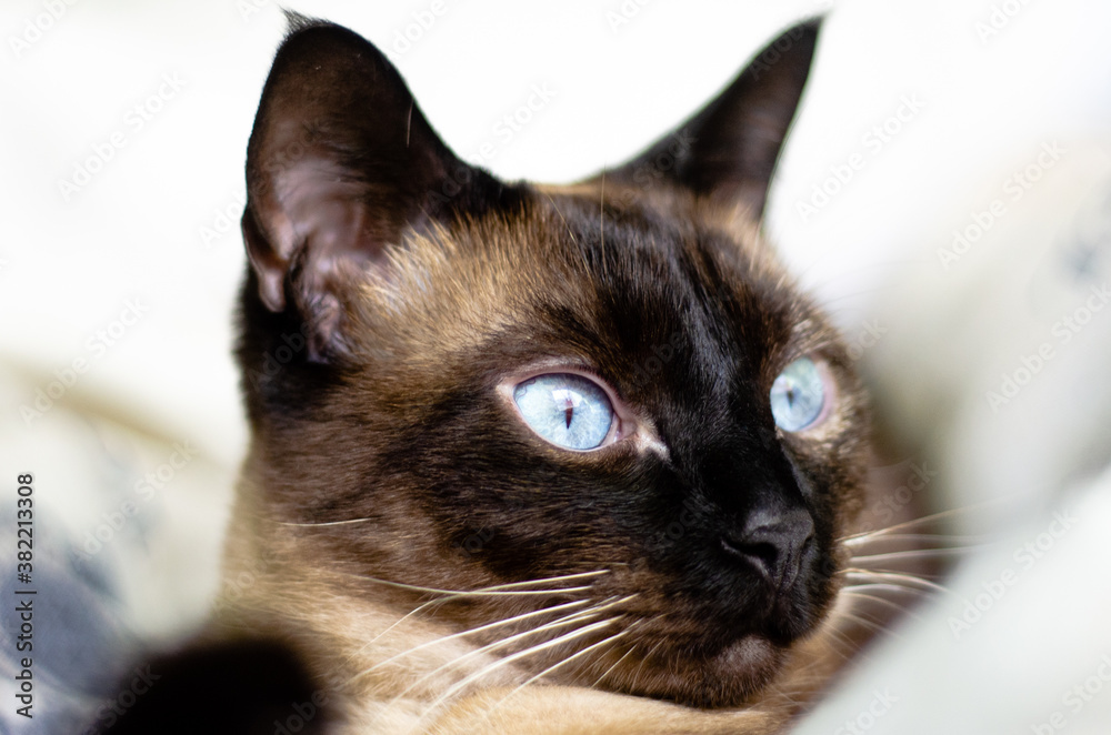 Retrato de gata siamés con ojos azules mirando hacia la luz.