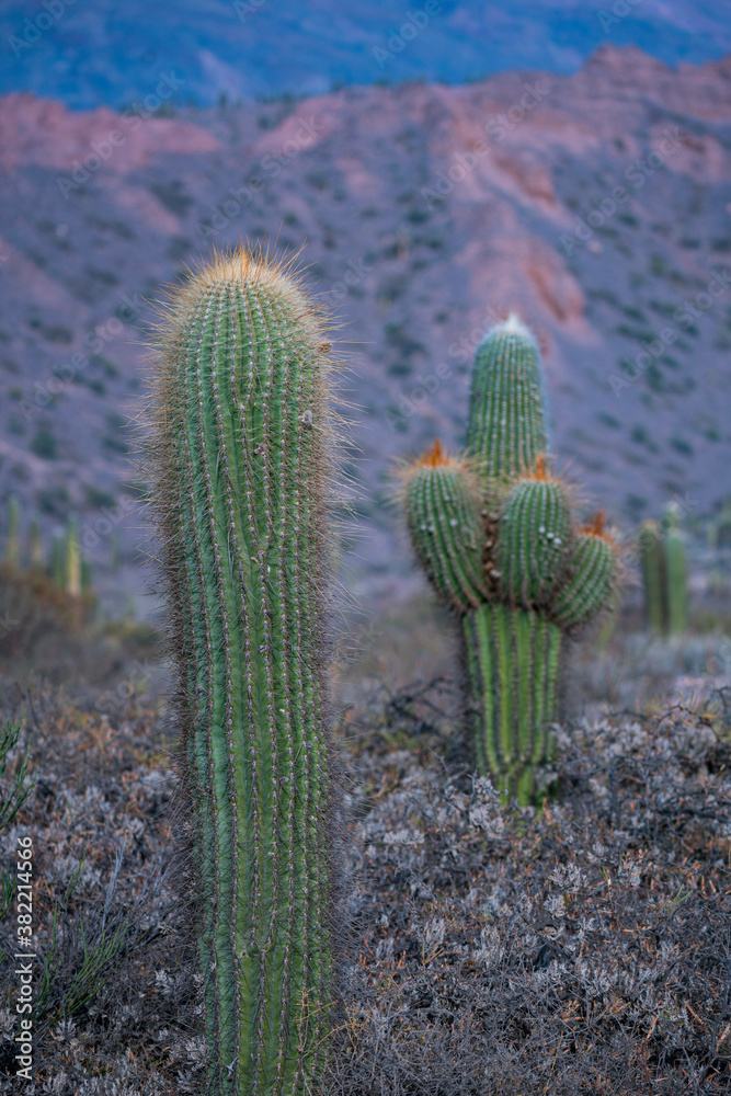 CARDON DE LA PUNA or CARDON DE LA SIERRA Echinopsis atacamensis. Tilcara. Jujuy province in northwestern Argentina. South America America. UNESCO WORLD HERITAGE SITE CARDON DE LA PUNA or CARDON DE LA SIERRA Echinopsis atacamensis. Tilcara. Jujuy province in northwestern Argentina. South America America. UNESCO WORLD HERITAGE SITE