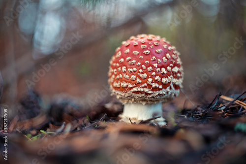 Amanita muscaria, commonly known as the fly agaric or fly amanita.