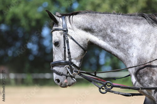 Close up of a grey colored saddle horse during training outdoors