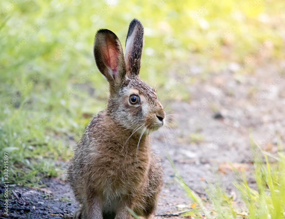 Fototapeta premium 11