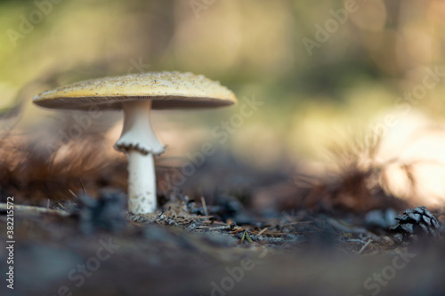 Amanita muscaria, commonly known as the fly agaric or fly amanita.