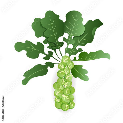 Brussels sprouts with leaves on white background, isolated. Organic raw cabbage. Cruciferous vegetable vector illustration in cartoon style.