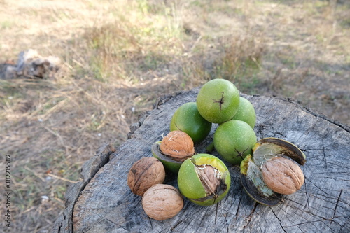 Close-up of green and brown walnuts on a wooden stump. Whole and broken walnuts in sunlight.