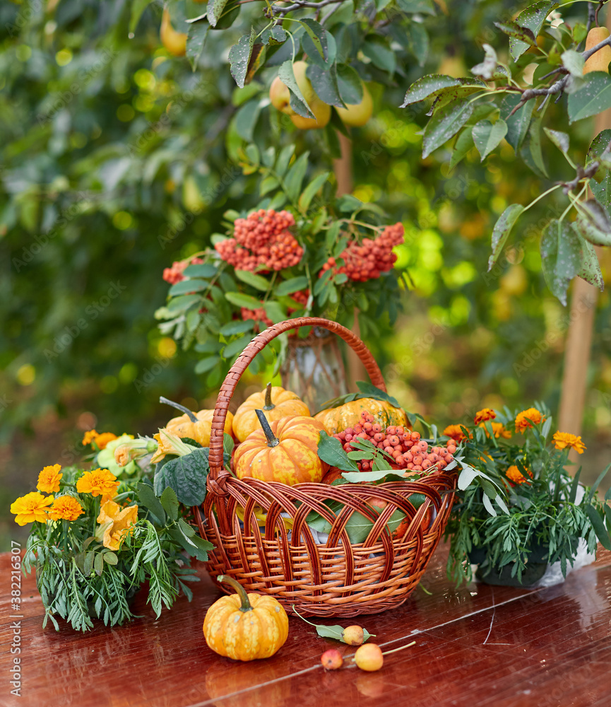Table setting on a rustic farmhouse country table with beautiful autumn decorand with basket mini pumpkins and rowan branches for Thanksgiving Day or Halloween Table setting on a rustic farmhouse country table with beautiful autumn decorand with basket mini pumpkins and rowan branches for Thanksgiving Day or Halloween