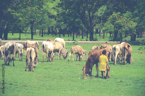 Cows in a green field with a yellow dressed boy