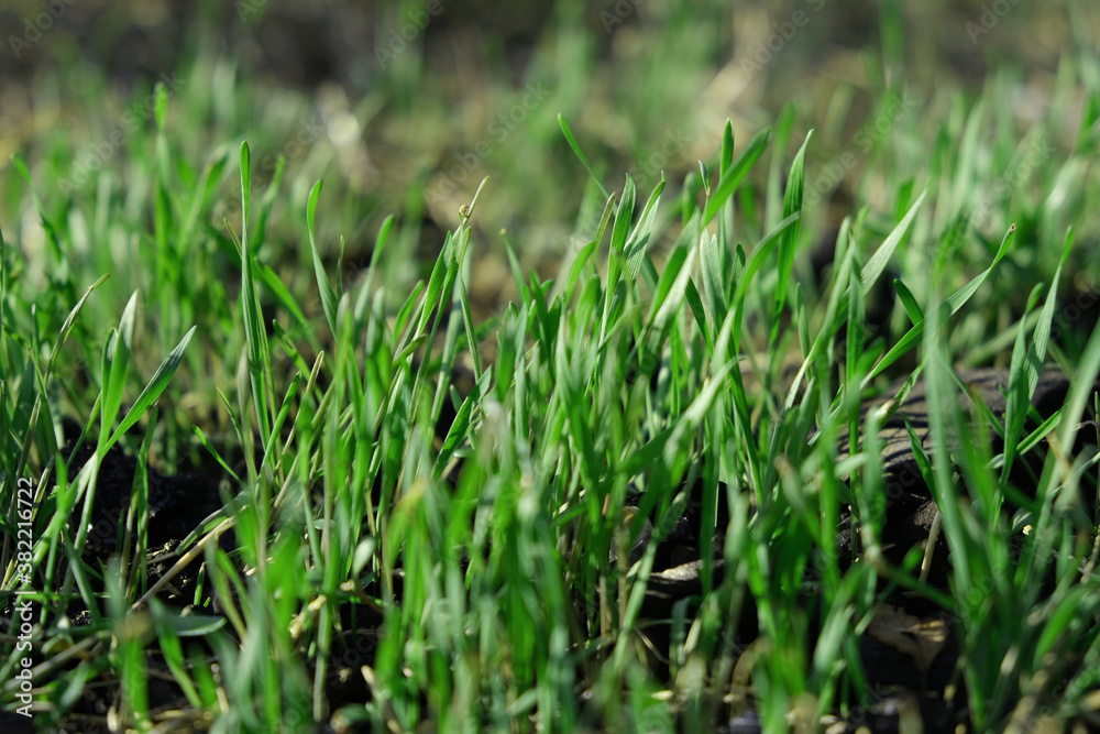 The field of young wheat. Background green grass.
