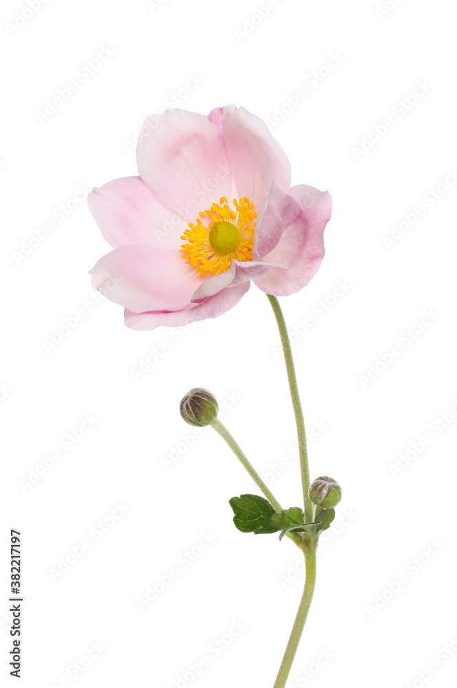 Japanese anemone flower Japanese anemone flower