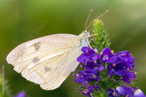 White Cabbage Butterfly