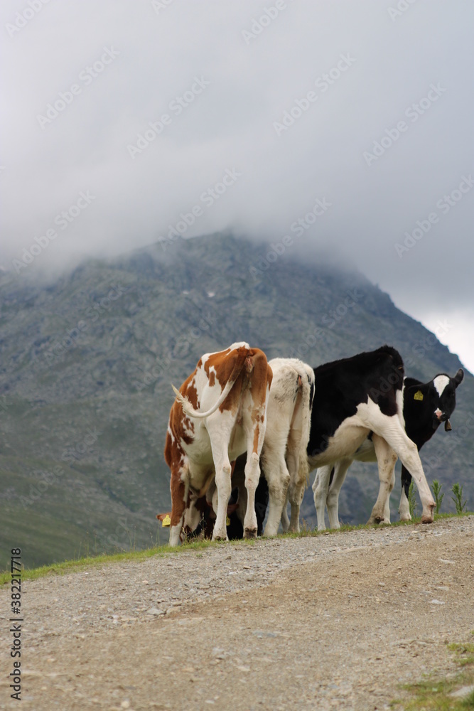 Cows in the Austrian Alps 