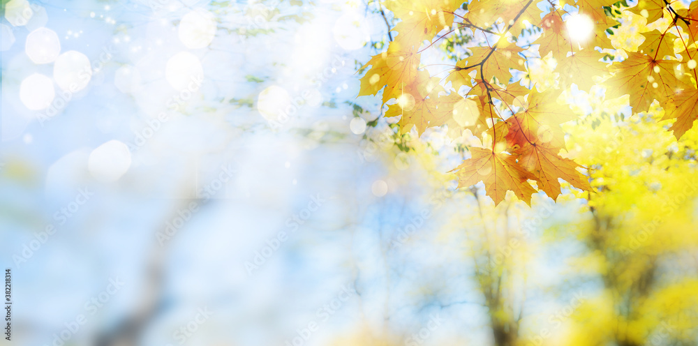 Fototapeta premium fall maple leaves