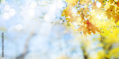 fall maple leaves
