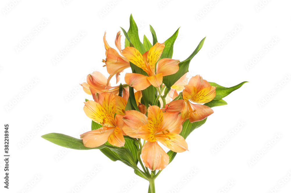 Orange alstroemeria flowers