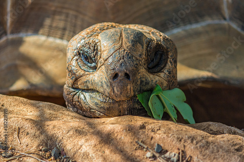 Portrait of a large elephant tortoise (Chelonoidis elephantopus) eats a branch with leaves. It is also known as Galapagos tortoise. Modern Galapagos tortoises can weigh up to 417 kg (919 lb). photo