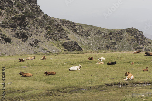 Photos High mountain meadow in summer with green grass and bull cows and calves ruminat