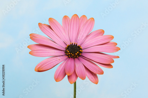 Osteospermum against blue sky