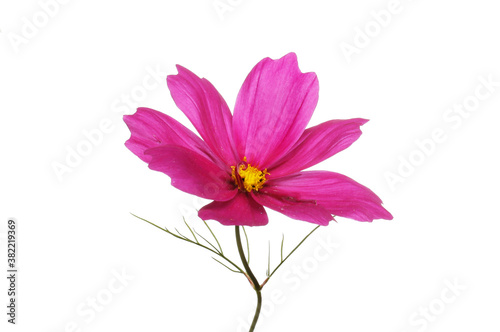 Purple cosmos flower