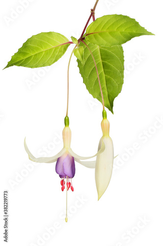 White and purple fuschia photo