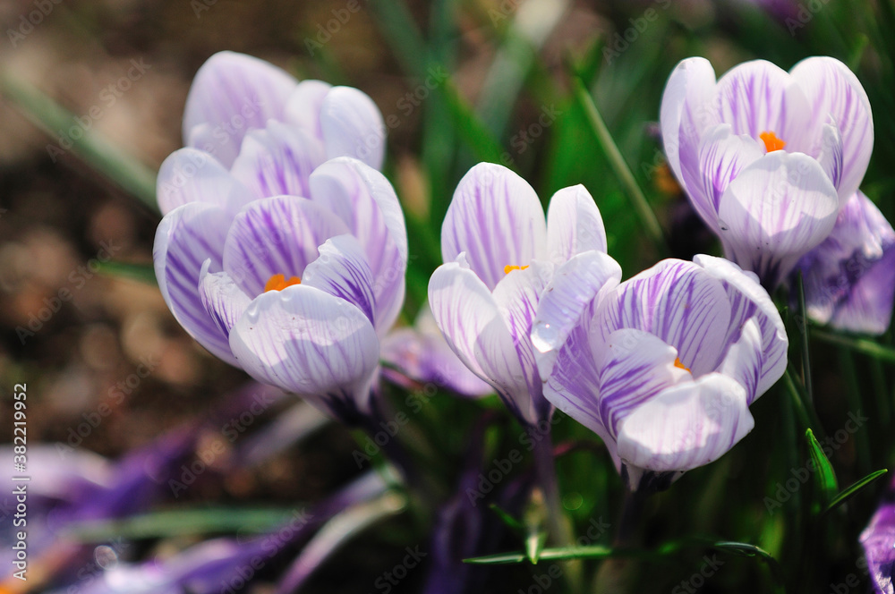 Fototapeta premium クロッカス