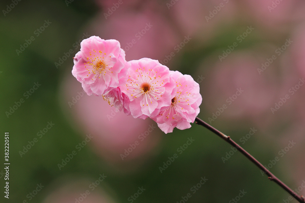 Obraz premium 八重の梅