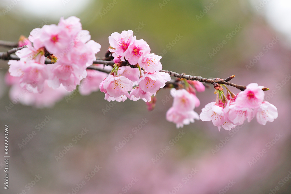 Fototapeta premium 大寒桜
