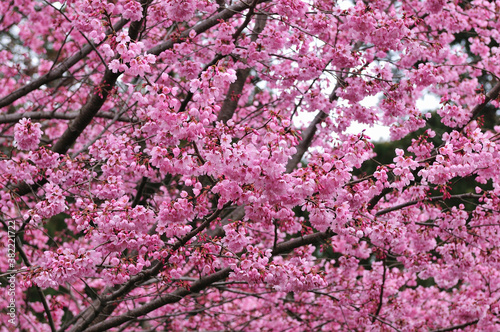 桜 © Paylessimages