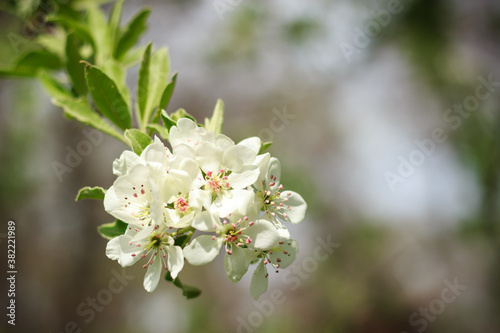 White flowers and green leaves on tree in spring with blur effect on background