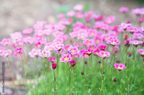 Pink saxifrage blooms in the garden. Growing ground cover plants