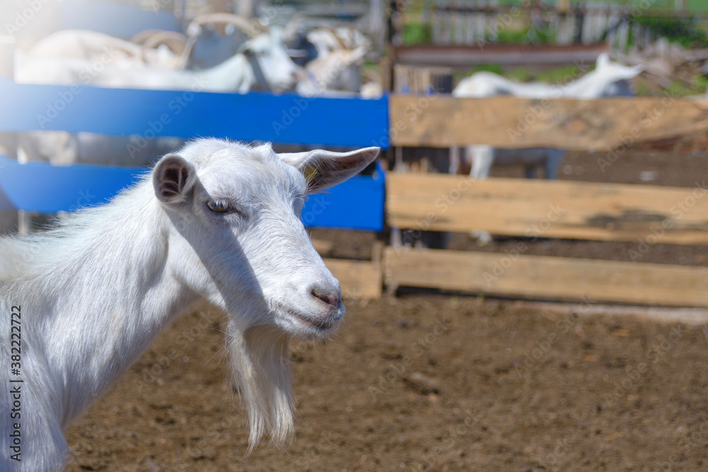 Thoroughbred white goat on a farm close-up. Breeding goats for the production of goat cheese. Goat farm Thoroughbred white goat on a farm close-up. Breeding goats for the production of goat cheese. Goat farm