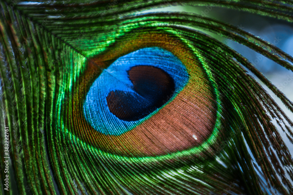 Naklejka premium Peacock 