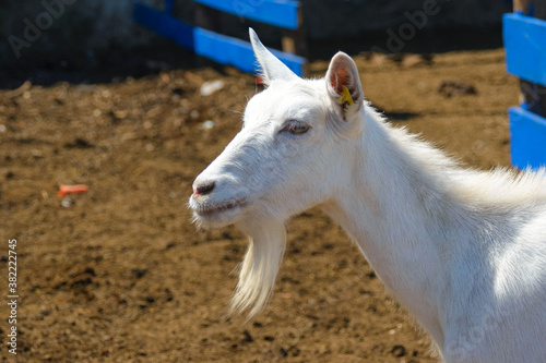 Thoroughbred white goat on a farm close-up. Breeding goats for the production of goat cheese. Goat farm