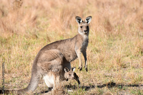 Eastern grey kangaroo at at Westerfolds Park near Melbourne  Australia