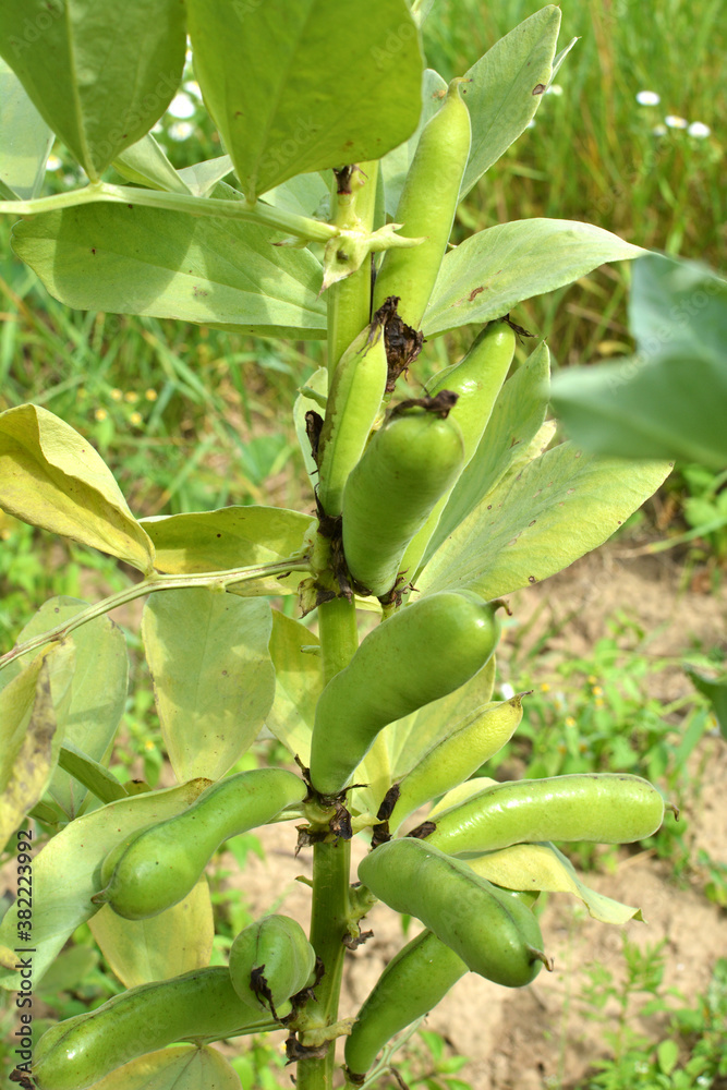 On the stem of the bean (Vicia faba) ripen pods On the stem of the bean (Vicia faba) ripen pods