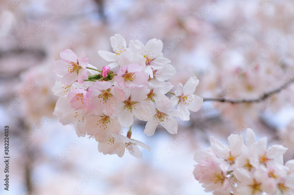 桜