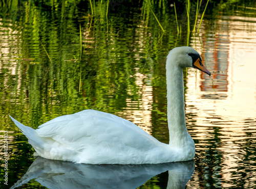 Fototapeta Naklejka Na Ścianę i Meble -  swan