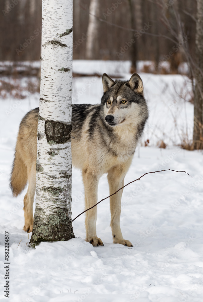 Grey Wolf (Canis lupus) Looks Around Birch Tree Winter
