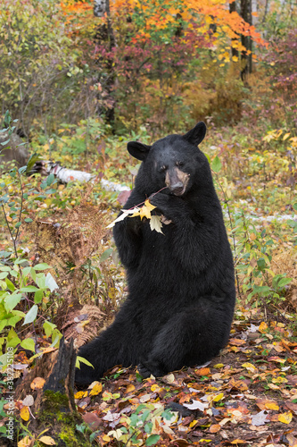 Black Bear (Ursus americanus) Sits Chewing on Branch Autumn
