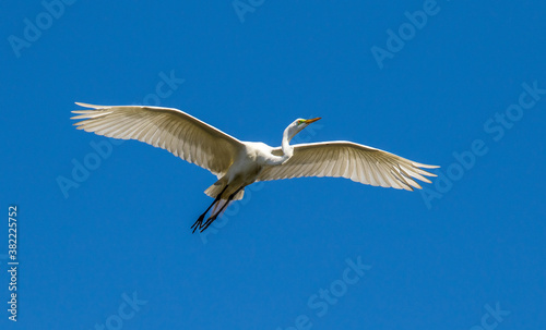 A great egret in flight approaching a rookery near St Augustine  Florida