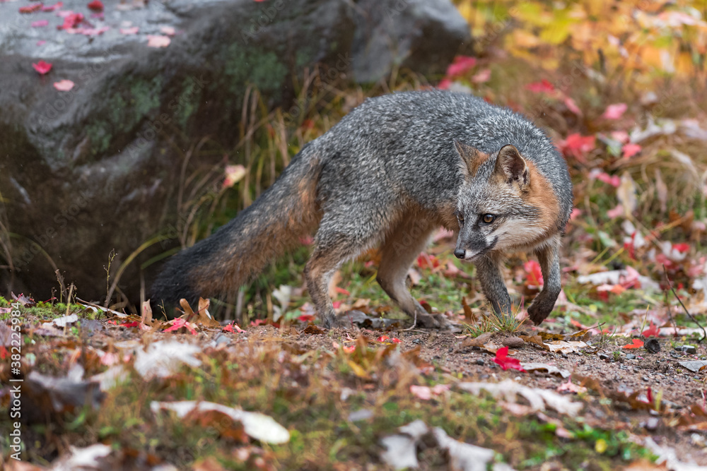 Grey Fox (Urocyon cinereoargenteus) Turns Next to Rock Autumn Grey Fox (Urocyon cinereoargenteus) Turns Next to Rock Autumn