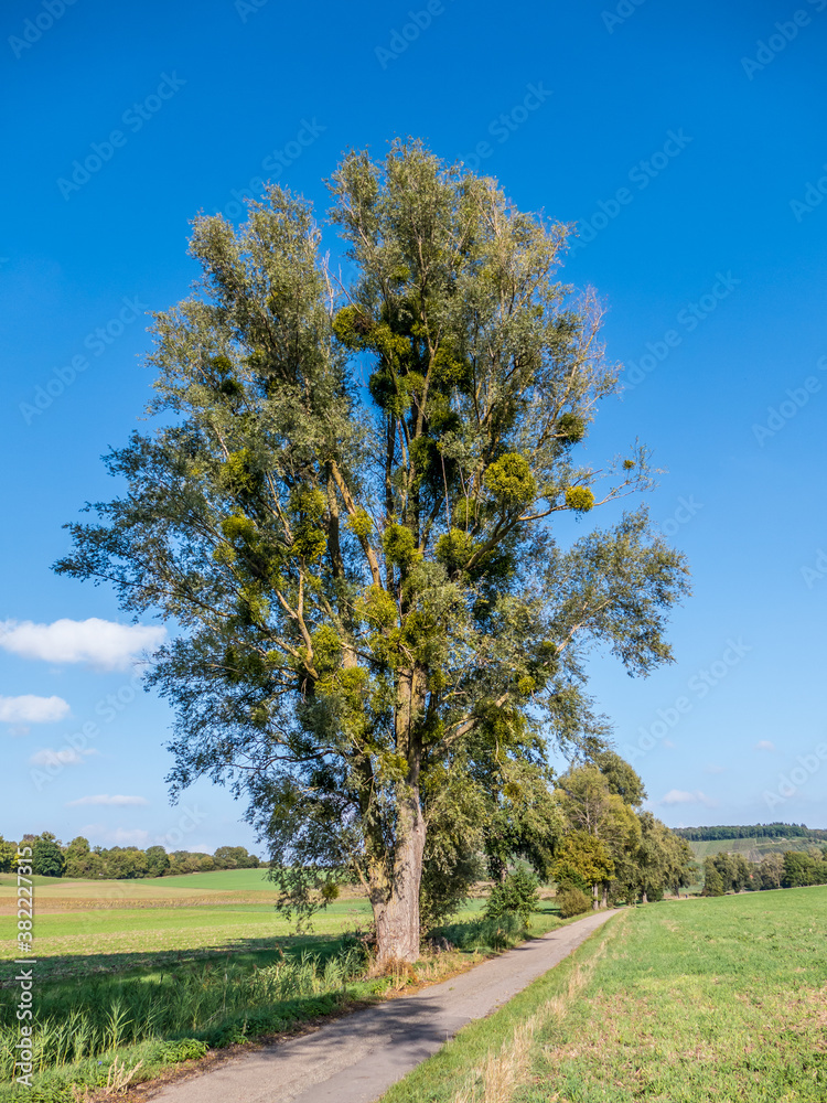 Mistel auf Pappeln