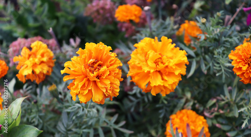 Beautiful garden with orange flowers