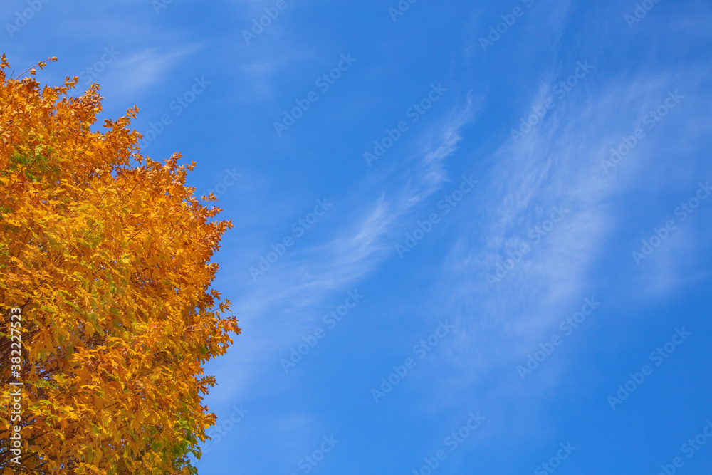 blue sky with white Cirrus clouds, yellow tree crown, background