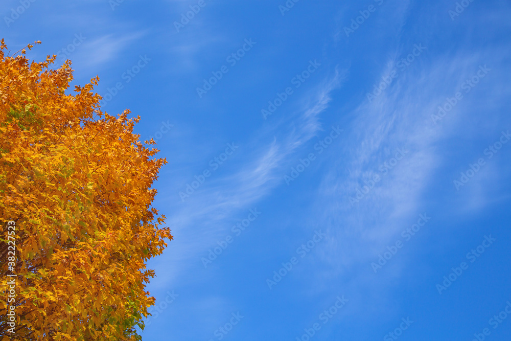 blue sky with white Cirrus clouds, yellow tree crown, background blue sky with white Cirrus clouds, yellow tree crown, background