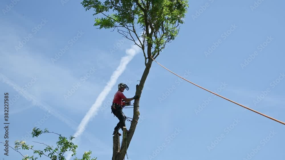 Tree surgeon or arborist felling the top of a tree.