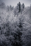 forêt sous la neige dans les alpes en hiver