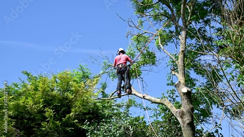 Tree Surgeon or Arborist stands on a tree branch up a tall tree.