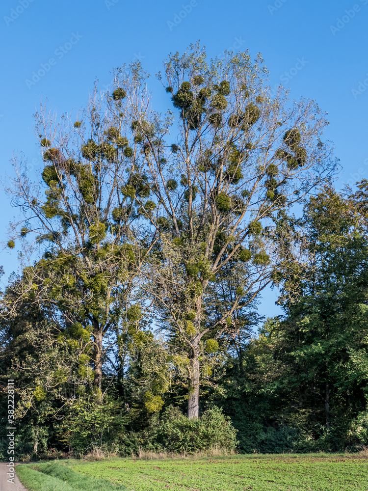 Obraz premium Mistel auf Pappeln