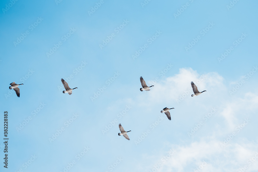 birds in flight