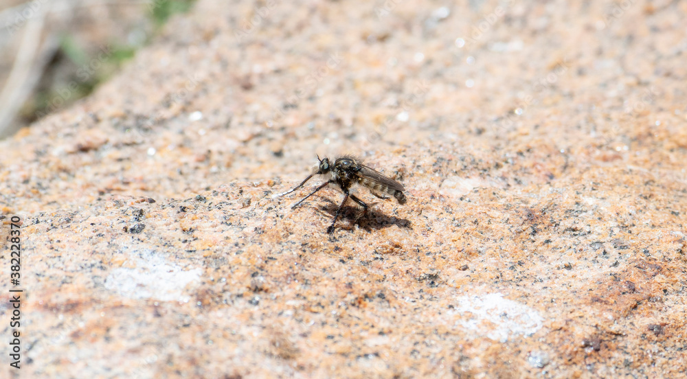A Robber Fly in the Genus Cyrtopogon Perched on a Rock in Colorado A Robber Fly in the Genus Cyrtopogon Perched on a Rock in Colorado