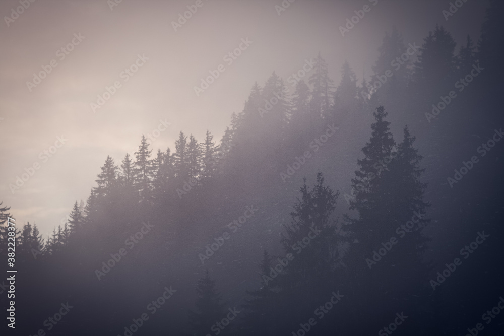 Fototapeta silhouettes de sapin ou d'épicéa en hiver à la montagne dans la brume du soir